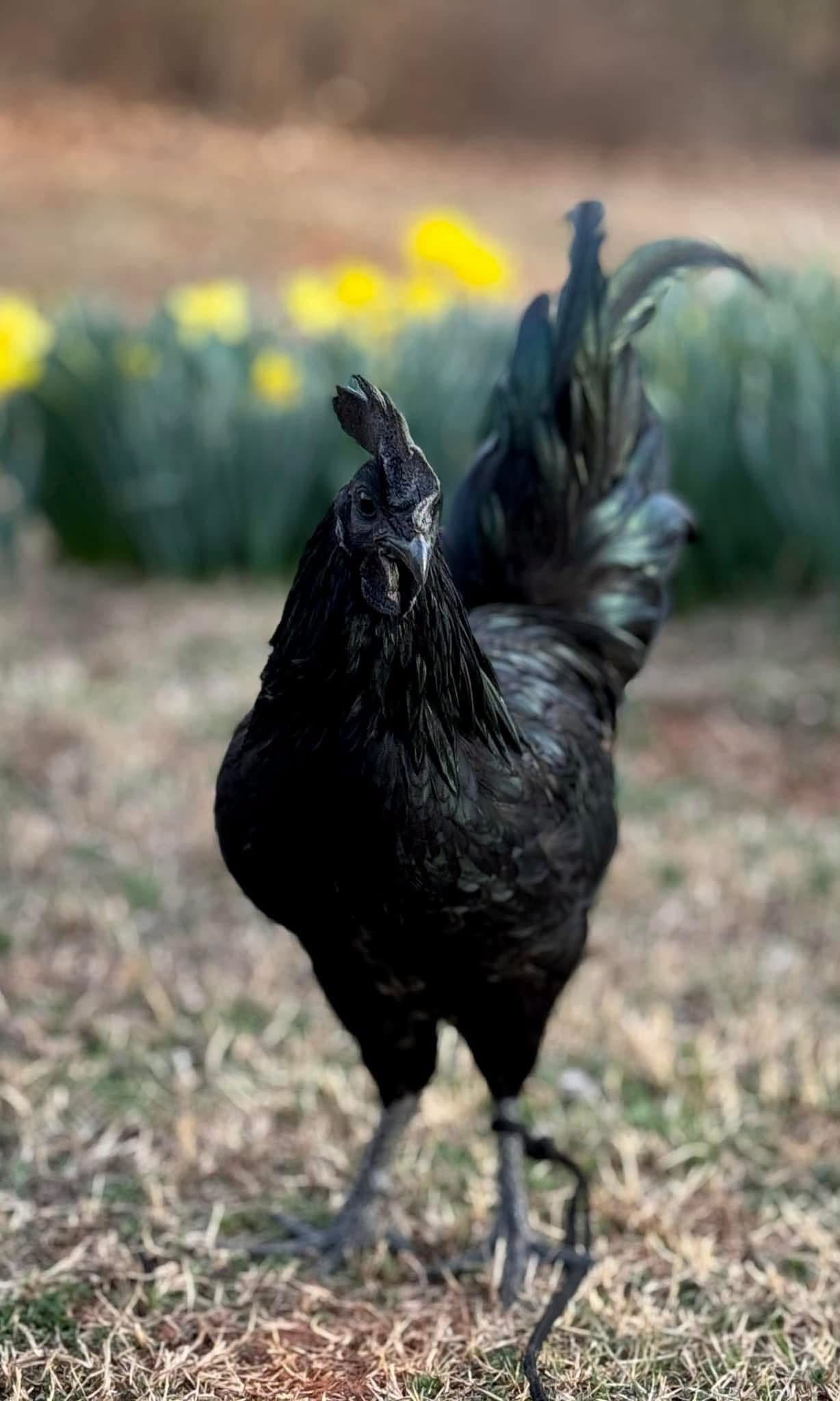 Ayam Cemani — photo 3