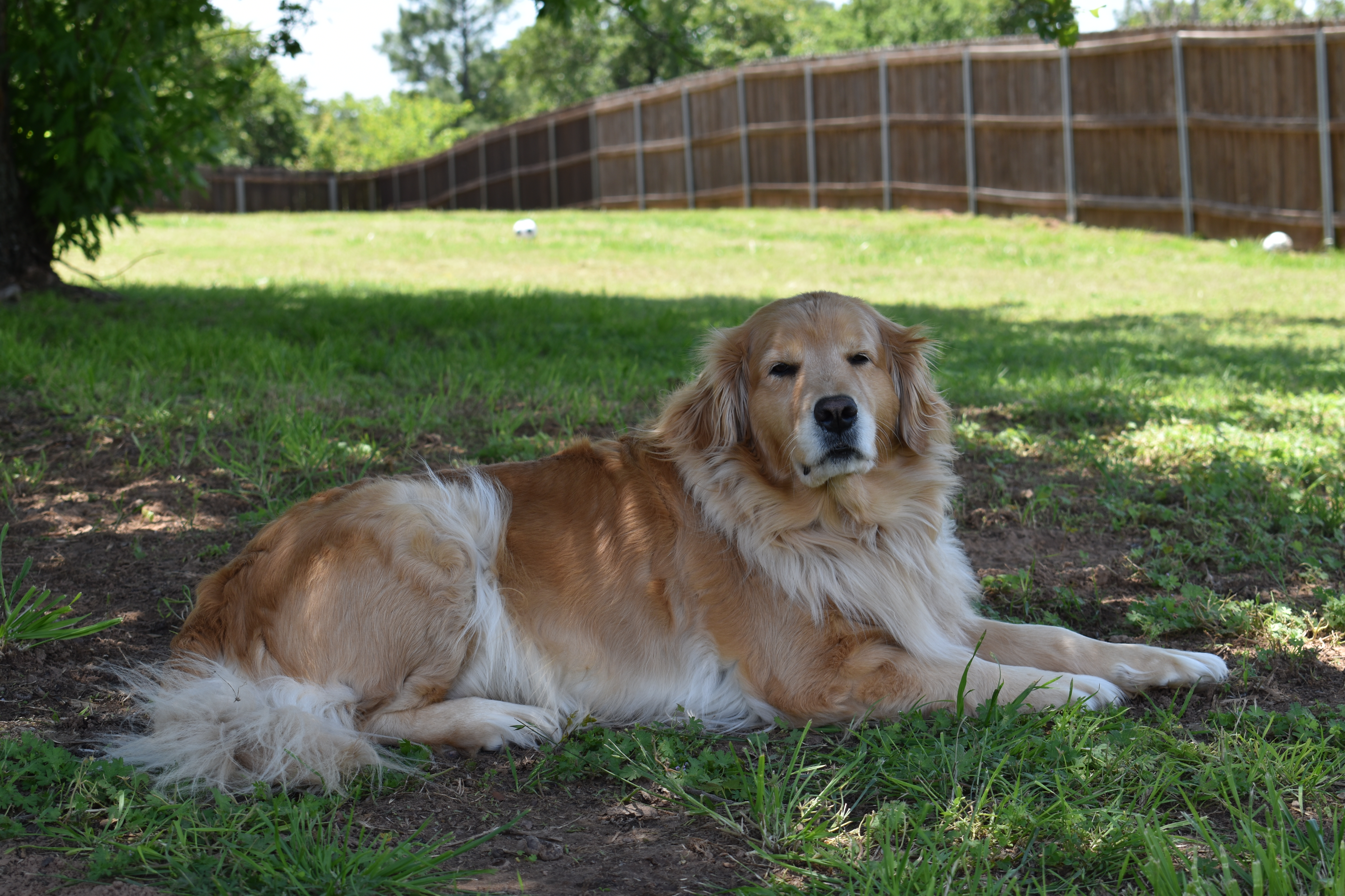 CeCe — Golden Retriever