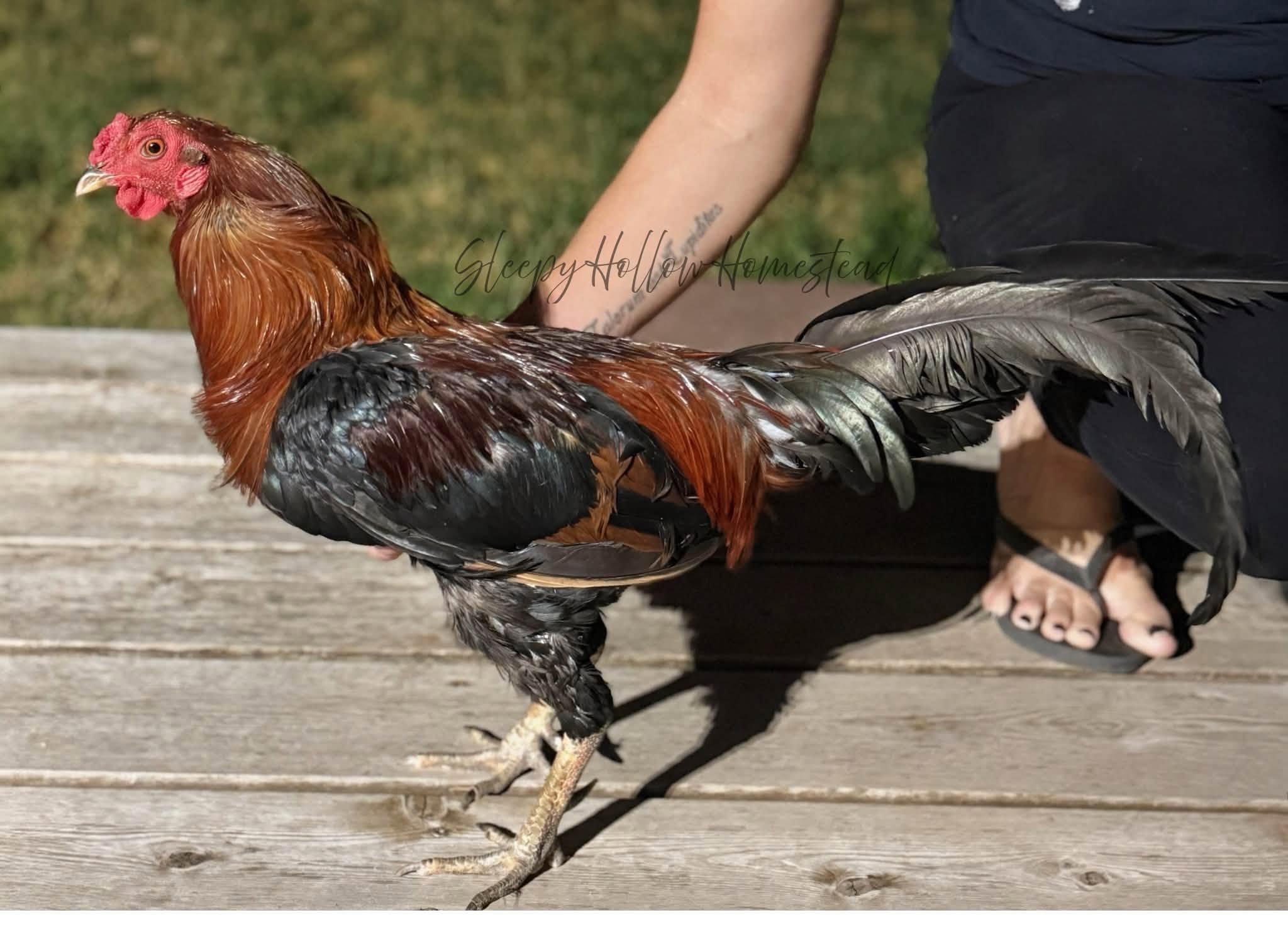 Asil rooster