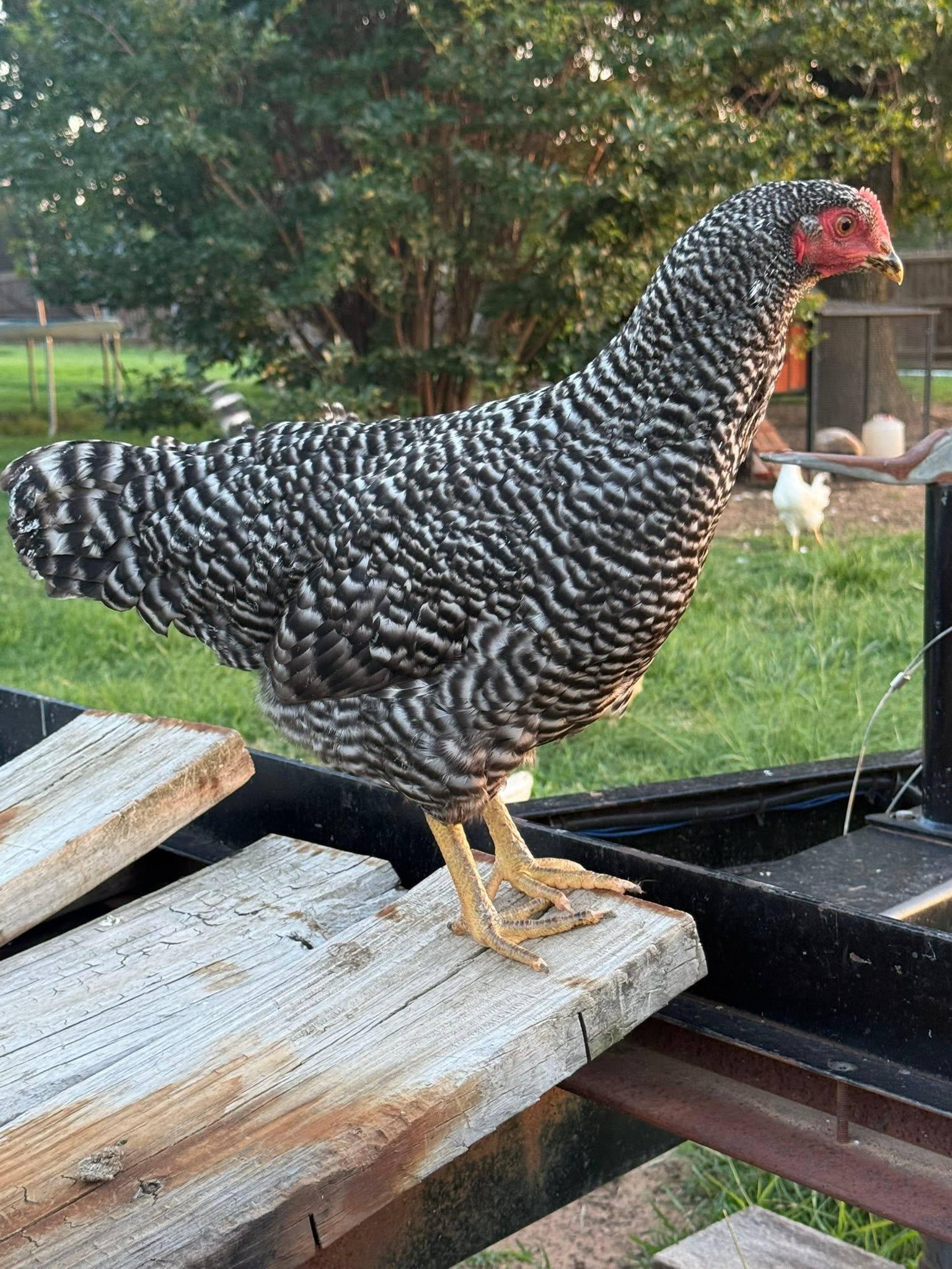 Barred Rock chicken — black and white barred plumage