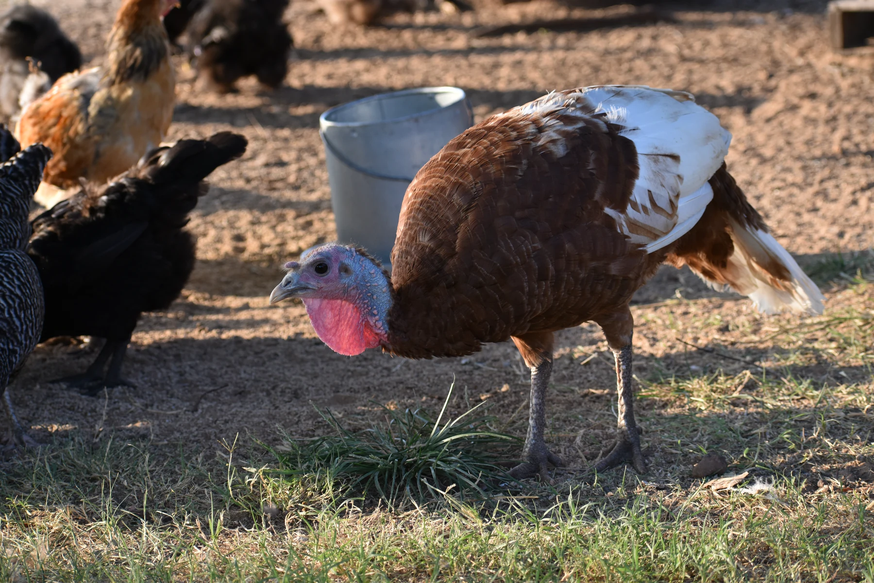 Bourbon Red turkey foraging alongside chickens in the flock