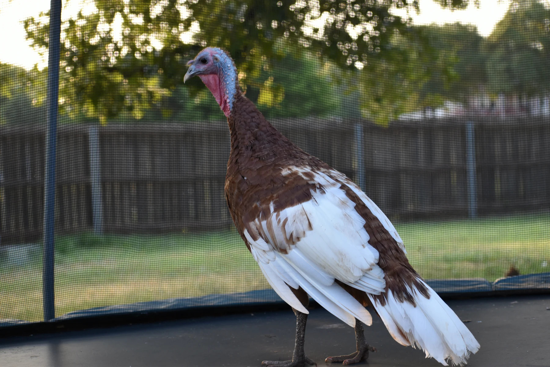 Bourbon Red turkey standing in an outdoor enclosure