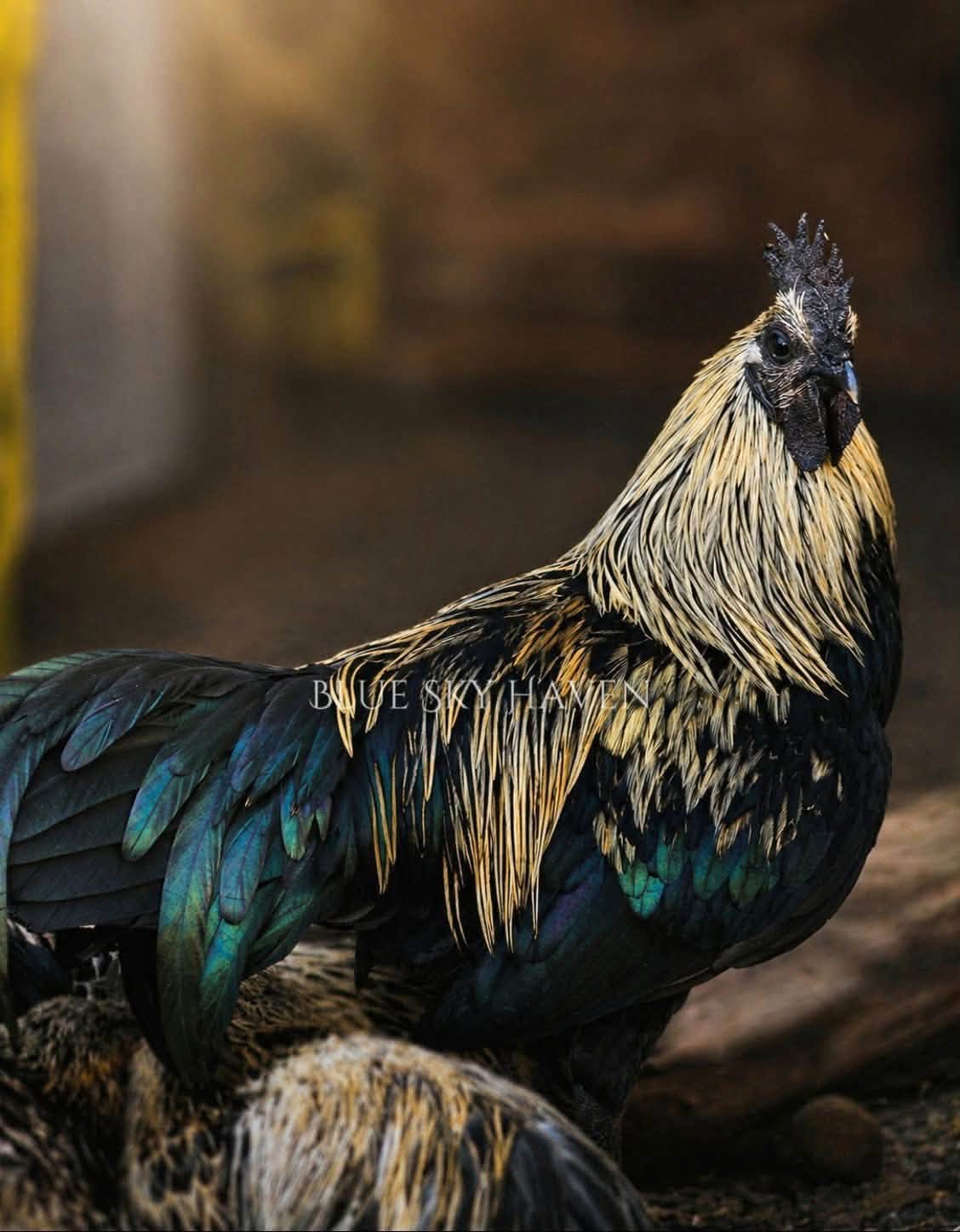 Hmong game fowl — photo from Blue Sky Haven