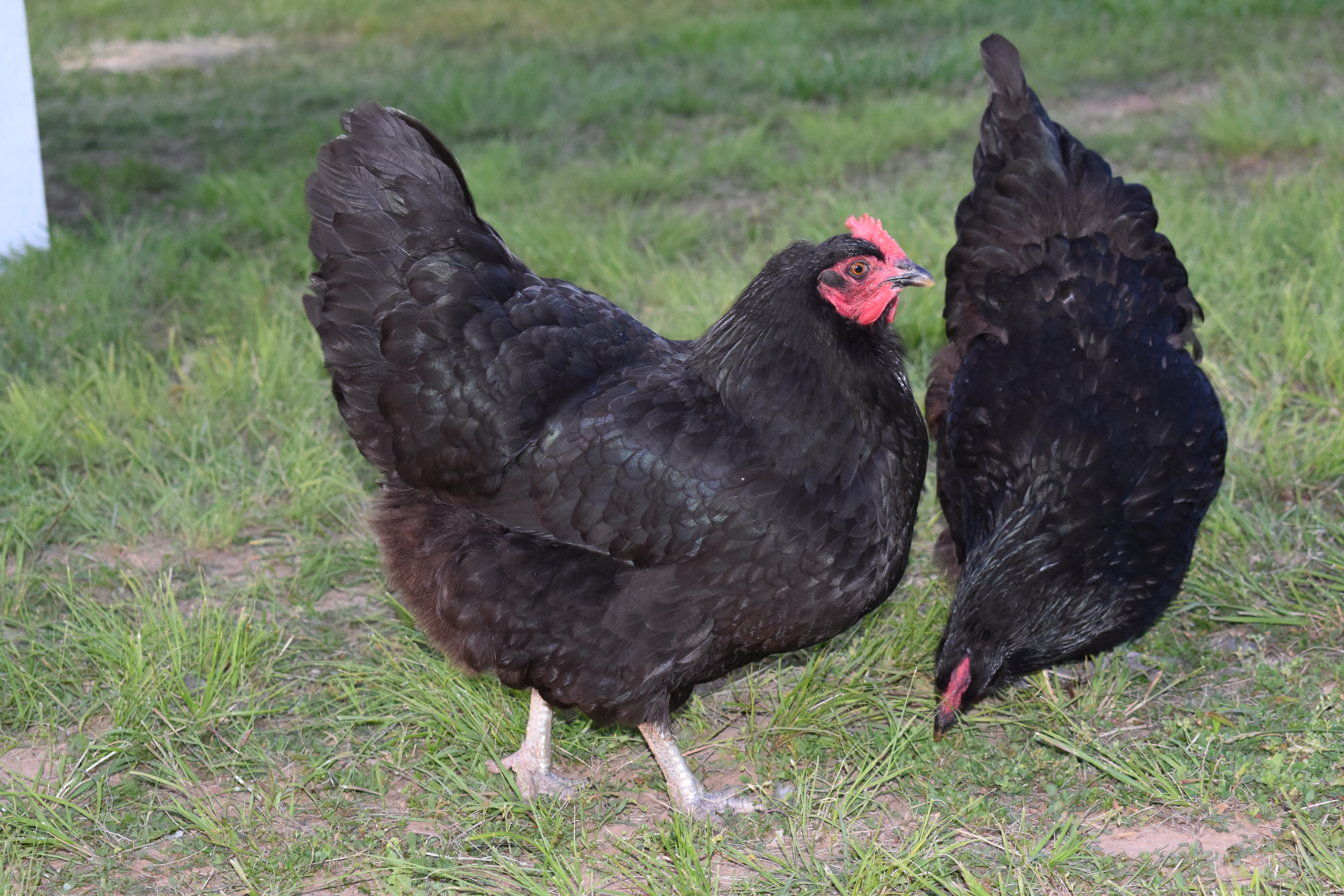 Jersey Giant chicken — large black bird