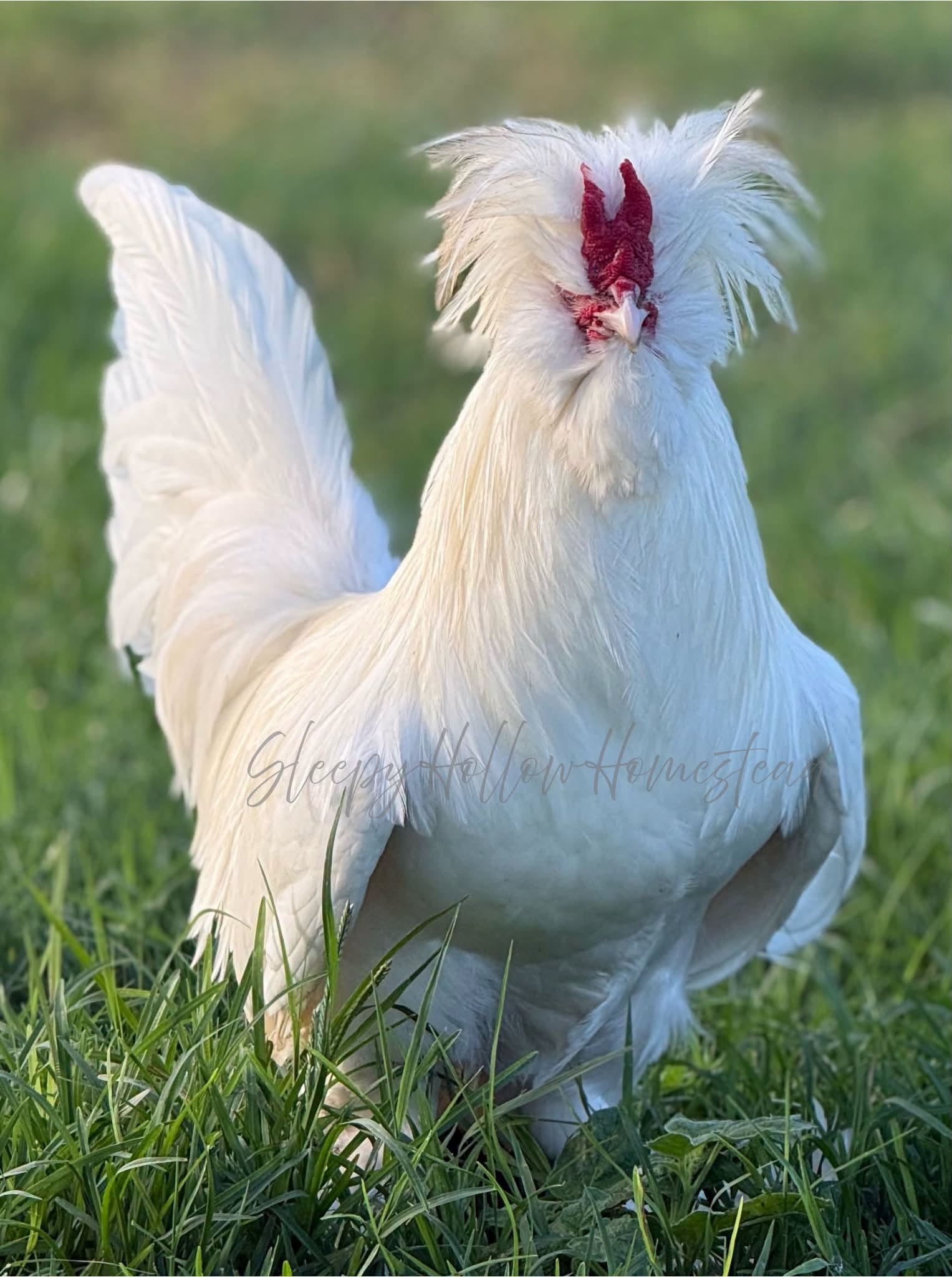 Sultan chicken — white crested ornamental