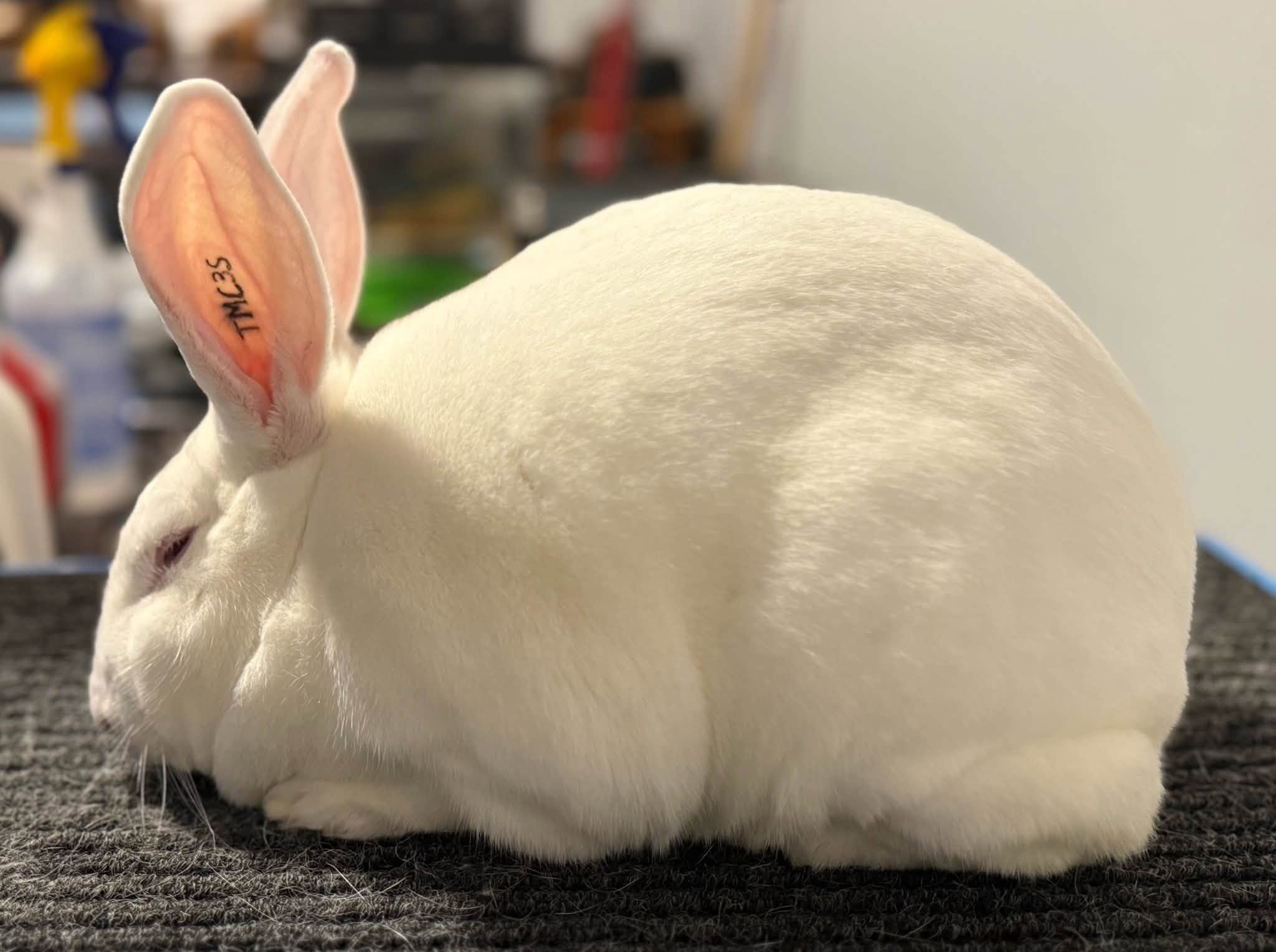 New Zealand White rabbit with ruby eyes