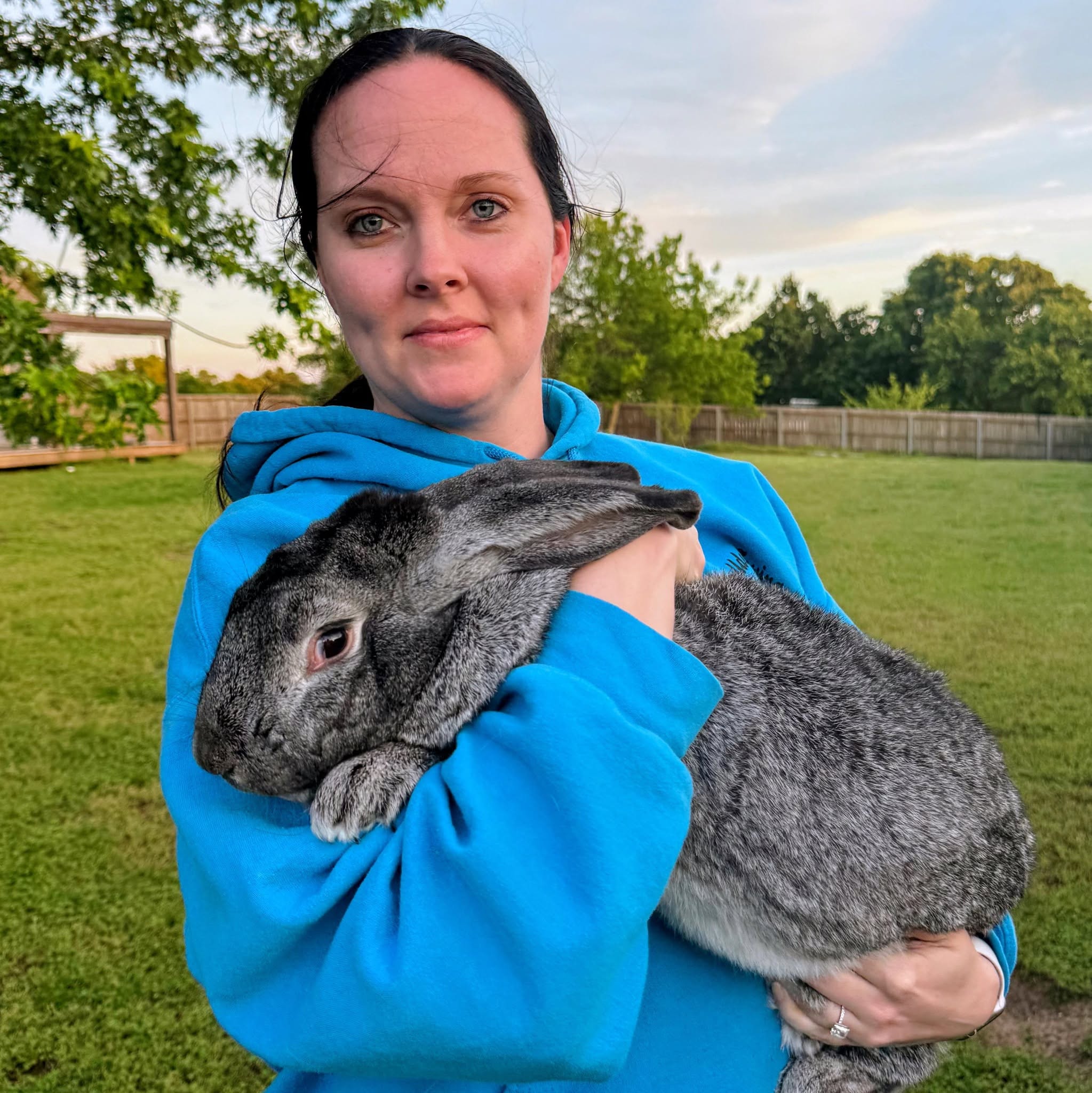 Flemish Giant rabbit being held — gentle giant temperament