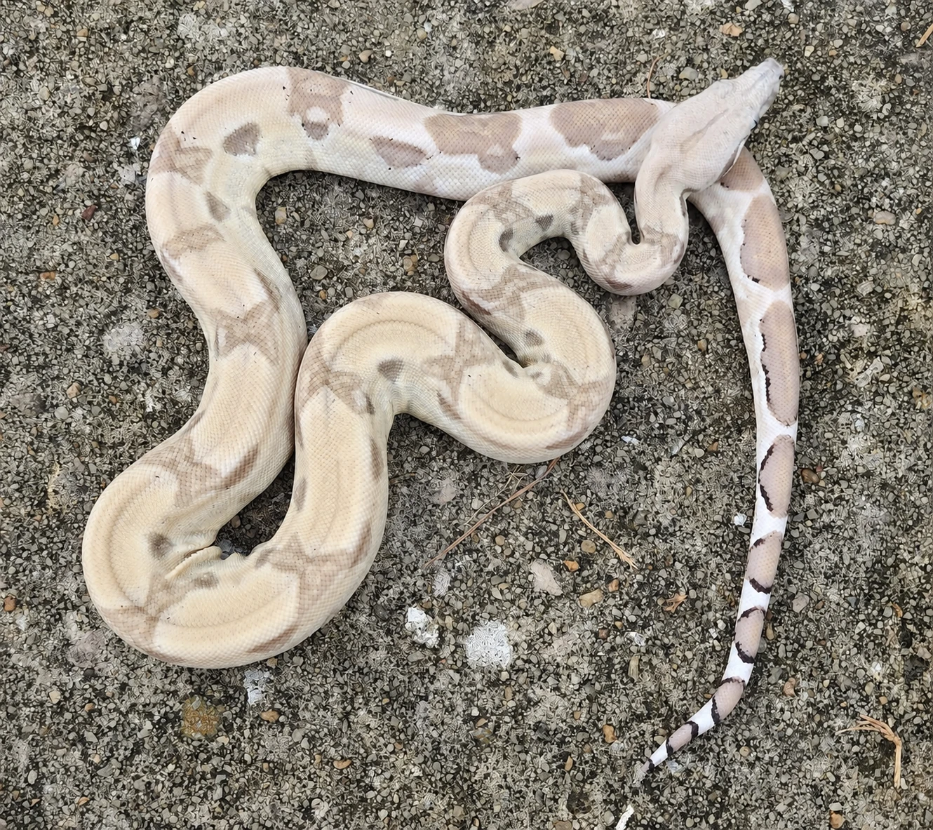 Ghost Arabesque Boa