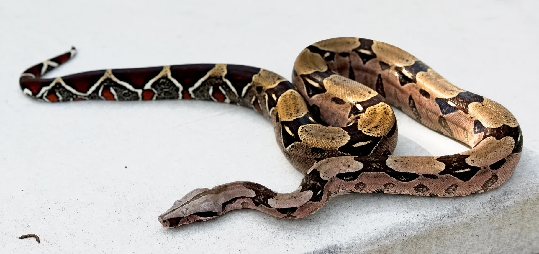 Lilith — Roseline Guyana BCC