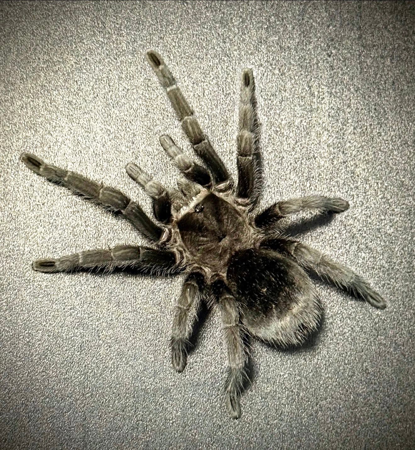 Brazilian Black tarantula